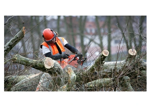 Tree Removal Adelaide | Expert Arborists & Safe Tree Services
