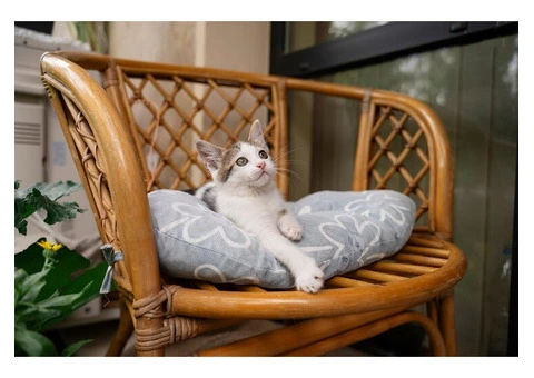 Budget-Friendly Cat Accommodation in Melbourne