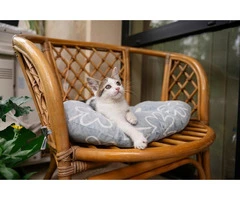 Budget-Friendly Cat Accommodation in Melbourne