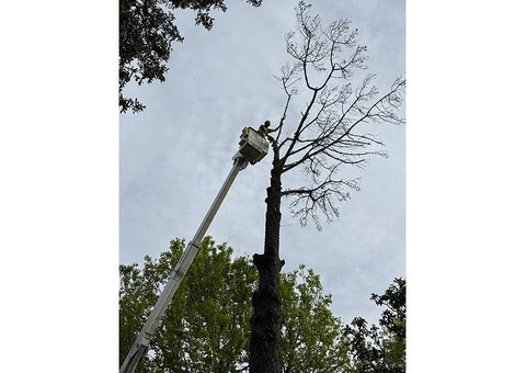 Hedge Trimming Sydney – Qualified Arborists | Free Quote - 1/3
