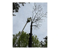 Hedge Trimming Sydney – Qualified Arborists | Free Quote