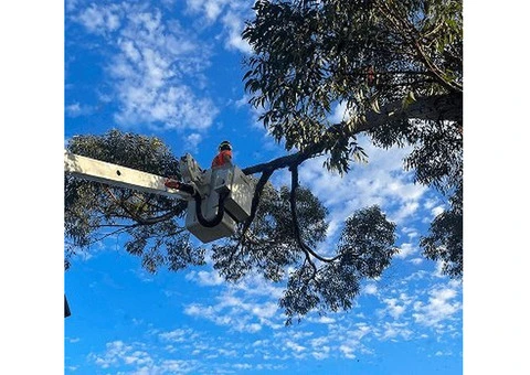 Hedge Trimming Sydney – Qualified Arborists | Free Quote - 2/3
