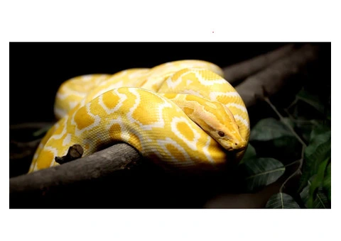 Snake Catcher in Greenvale