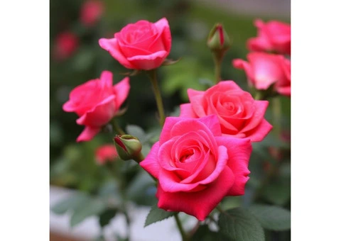 The "just because" floral gift that never fails - 2/3