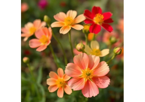 The "just because" floral gift that never fails - 3/3