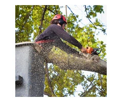 Tree removal Brisbane | Tree Services