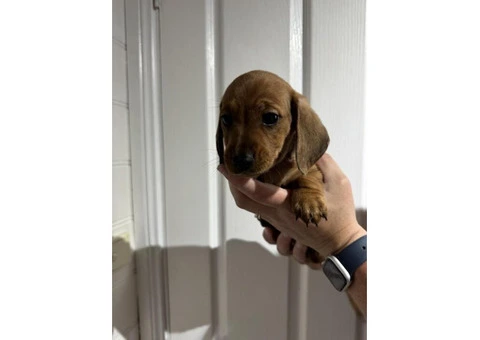 Mini Dachshund Puppies - 1/5