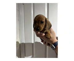 Mini Dachshund Puppies