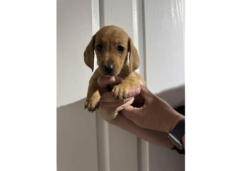 Mini Dachshund Puppies - 2/5