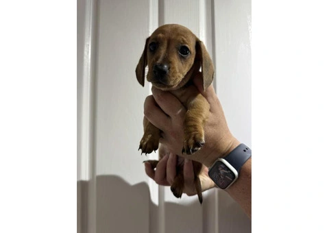 Mini Dachshund Puppies - 3/5