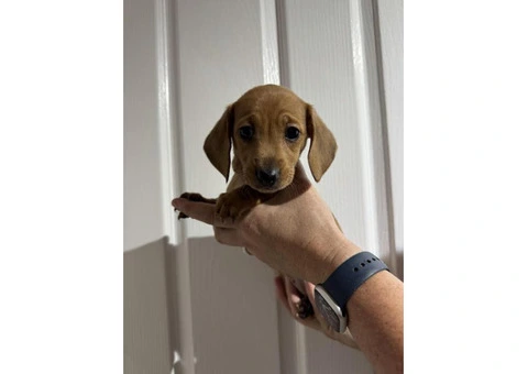 Mini Dachshund Puppies - 4/5