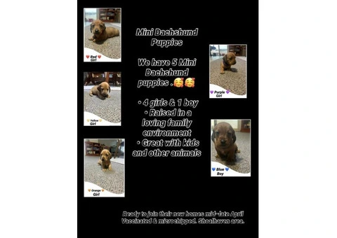 Mini Dachshund Puppies - 5/5