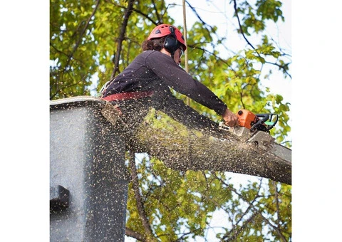 Tree Services Sydney