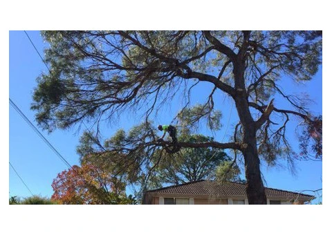 Tree Pruning Sydney | Ben's Tree and Garden Services