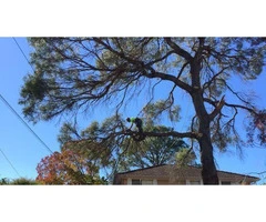 Tree Pruning Sydney | Ben's Tree and Garden Services