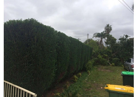 Tree Pruning Sydney | Ben's Tree and Garden Services - 2/2