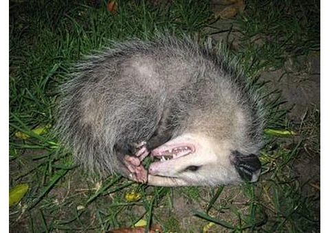 Professional Dead Animal Removal Brisbane: Same-Day Service | Magic Pest Control