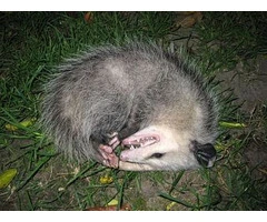 Professional Dead Animal Removal Brisbane: Same-Day Service | Magic Pest Control