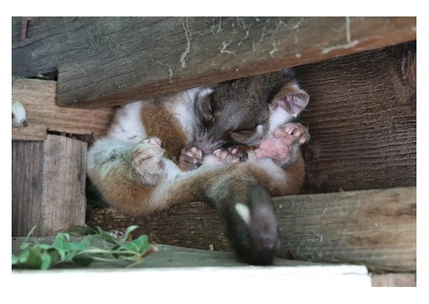 Fresh Possum Specialist - 1/4