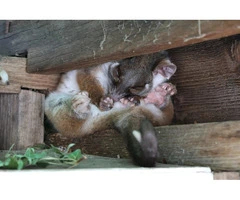 Fresh Possum Specialist
