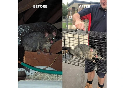 Fresh Possum Specialist - 2/4