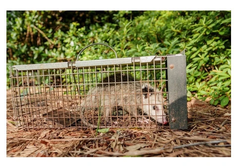 Fresh Possum Specialist - 3/4