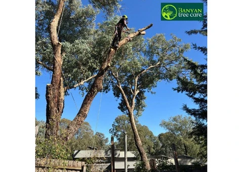 Expert Palm Tree Removal Melbourne | Safe & Affordable Services