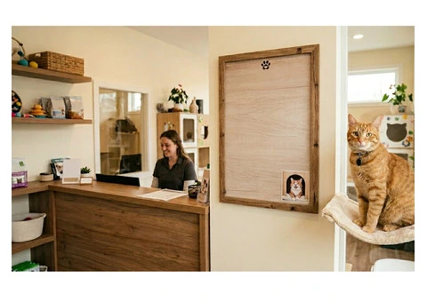 Safe & Stress-Free Cat Accommodation in Melbourne at Affordable Rates
