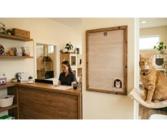 Safe & Stress-Free Cat Accommodation in Melbourne at Affordable Rates
