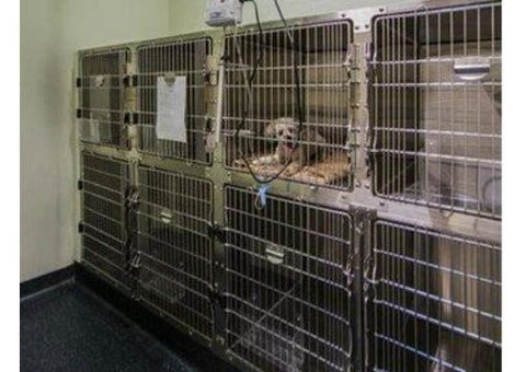Need a Dependable Earlwood Vet for Your Pet’s Health? - 3/8