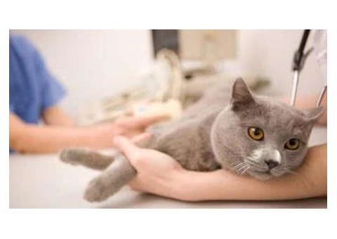 Need a Dependable Earlwood Vet for Your Pet’s Health? - 7/8