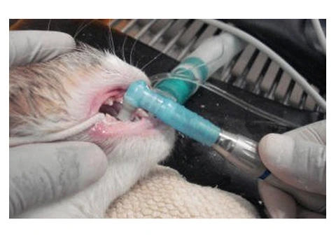 Need a Dependable Earlwood Vet for Your Pet’s Health? - 8/8