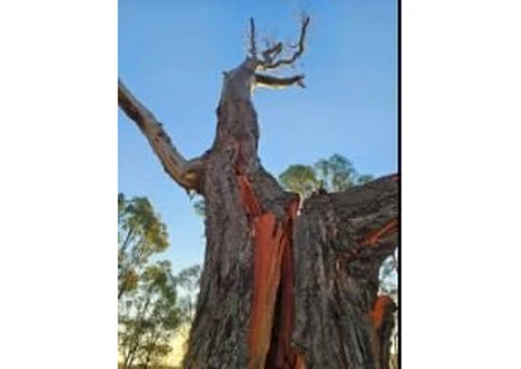 Managing Large Trees on Commercial Sites Before Seasonal Change