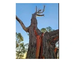 Managing Large Trees on Commercial Sites Before Seasonal Change