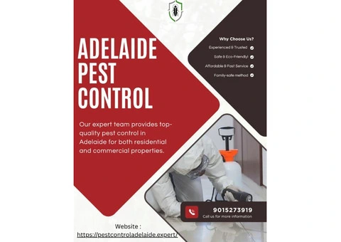 Termite Inspections Adelaide – Protect Your Property the Right Way