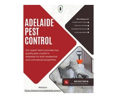 Termite Inspections Adelaide – Protect Your Property the Right Way