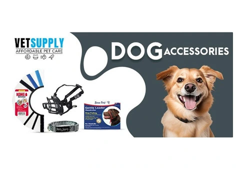 Dog Accessories