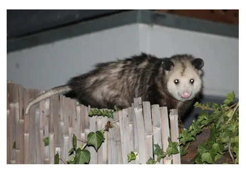 Fresh Possum Specialist Melbourne - 1/7