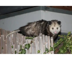 Fresh Possum Specialist Melbourne