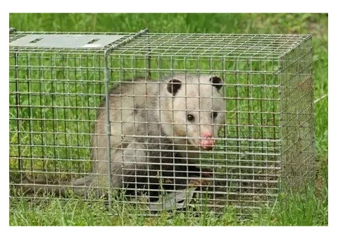 Fresh Possum Specialist Melbourne - 2/7
