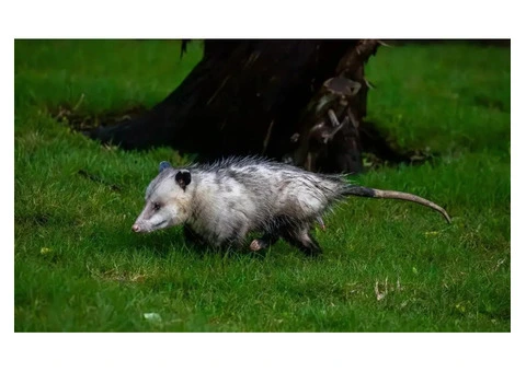 Fresh Possum Specialist Melbourne - 3/7