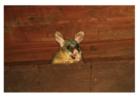 Fresh Possum Specialist Melbourne - 4/7