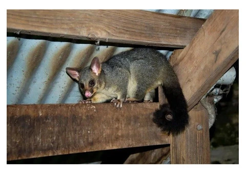 Fresh Possum Specialist Melbourne - 5/7