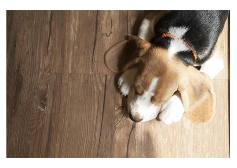 Timber Flooring Sydney