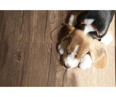 Timber Flooring Sydney