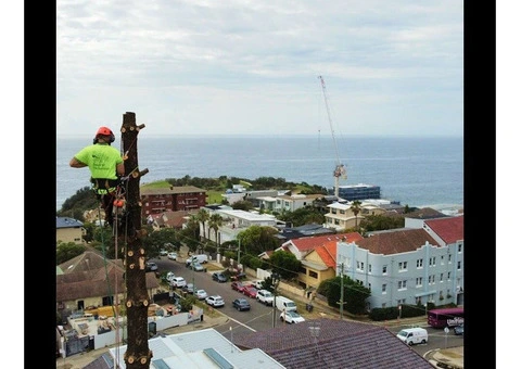 Tree Pruning Sydney