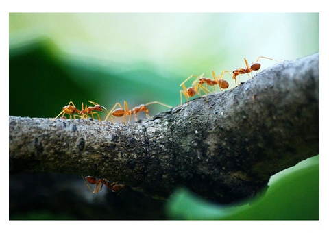 Termite Barriers in Gold Coast | Reliable Protection by Termicide