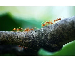 Termite Barriers in Gold Coast | Reliable Protection by Termicide