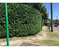 Stump Grinding North Shore