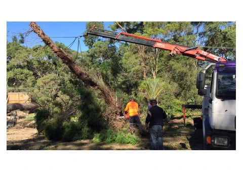 Tree Pruning Sydney
